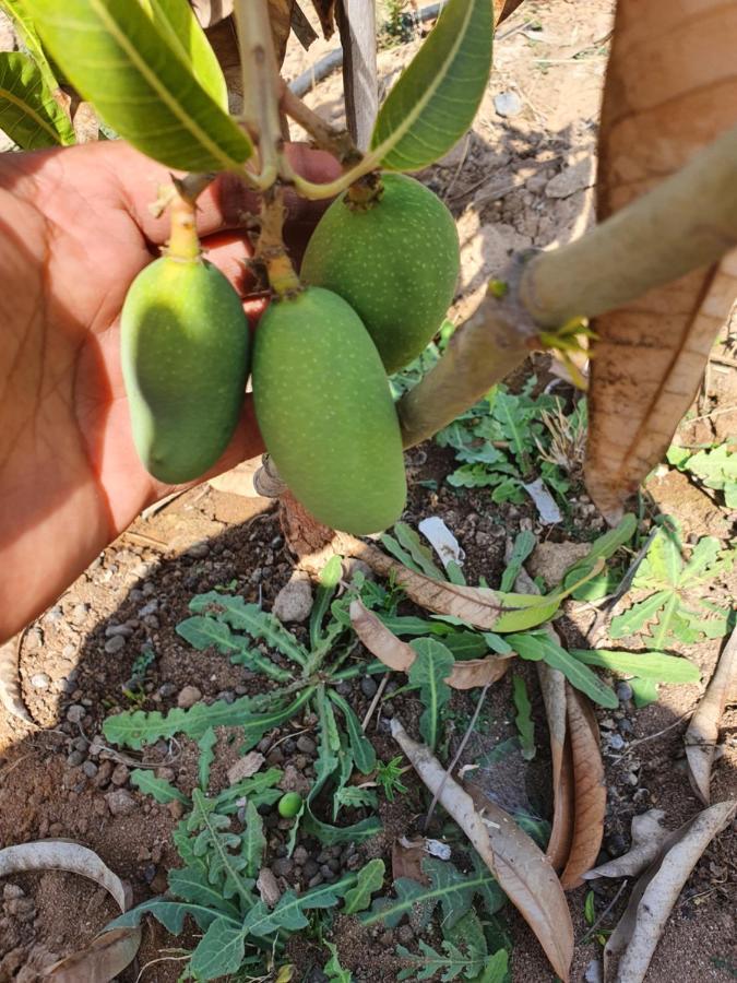 普杰Krishna Farm & Forest别墅 外观 照片